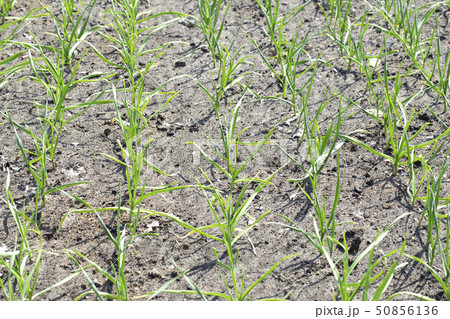 beds of young garlic 50856136