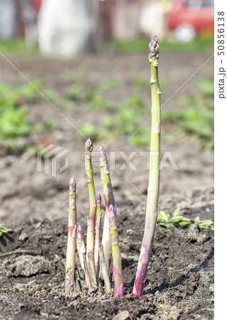 asparagus in the ground in the garden asparagus in the ground in the garden 50856138