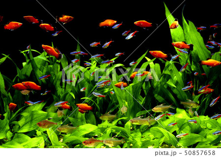 アクアリウム アクアリウム 50857658