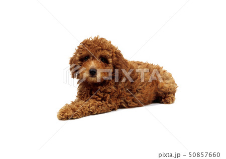 ふせる子犬 50857660