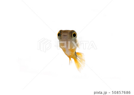 アベニーパファー  フグの仲間 50857686