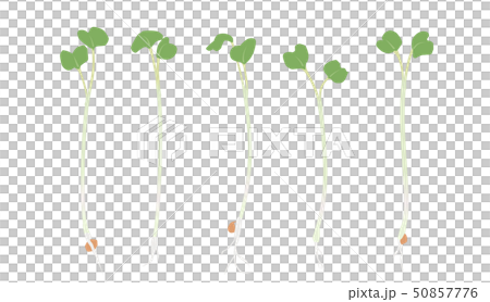 かいわれ大根の芽 50857776