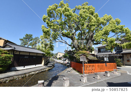上賀茂社家通り 明神川と藤木社 上賀茂社家通り 明神川と藤木社 50857825
