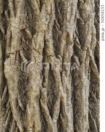 ハリギリの表皮 縦構図 50858155