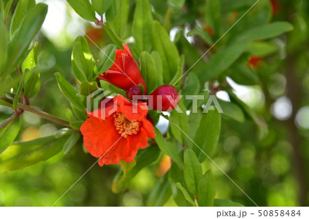 Pomegranate tree flowers pomegranate flowers Pomegranate tree flowers pomegranate flowers 50858484