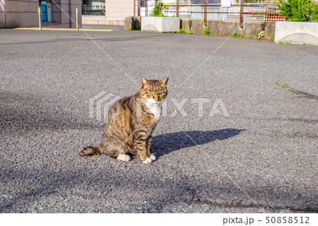 野良猫のイメージ 野良猫のイメージ 50858512