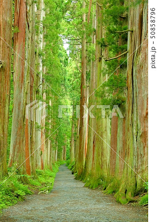 戸隠奥社参道の杉並木 戸隠奥社参道の杉並木 50858796