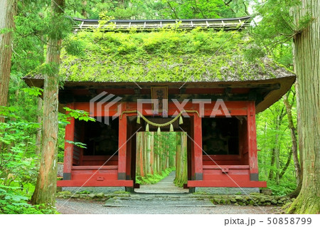 戸隠奥社参道の随神門と杉並木 戸隠奥社参道の随神門と杉並木 50858799