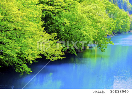 新緑の映り込み2 新緑の映り込み2 50858940