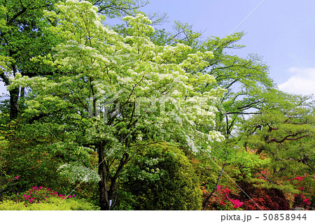 なんじゃもんじゃの木２ 50858944