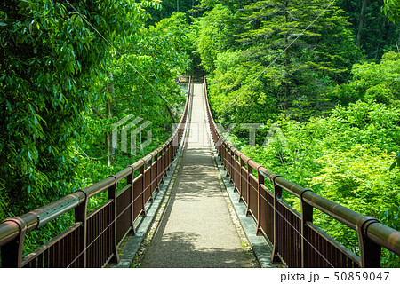 秋川渓谷 新緑の石舟橋 50859047
