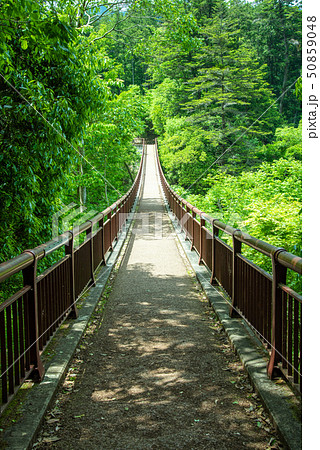 秋川渓谷 新緑の石舟橋 50859048