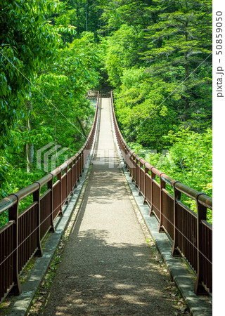 秋川渓谷 新緑の石舟橋 50859050