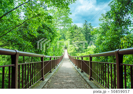 秋川渓谷 新緑の石舟橋 50859057