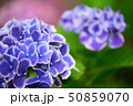 しっとりと咲く青色グラデーションのアジサイ 50859070