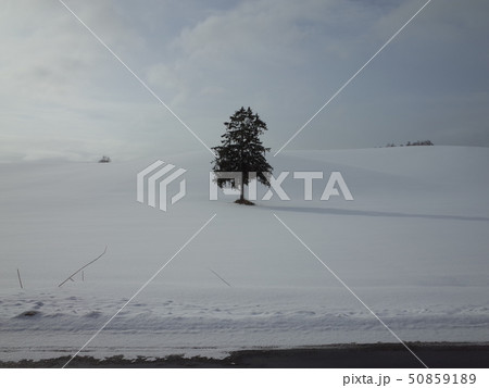 一本の木_富良野 一本の木_富良野 50859189