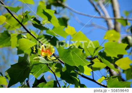 初夏の街路樹、ユリノ木の花 50859640
