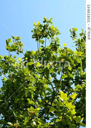 初夏の街路樹、ユリノ木の花 50859645