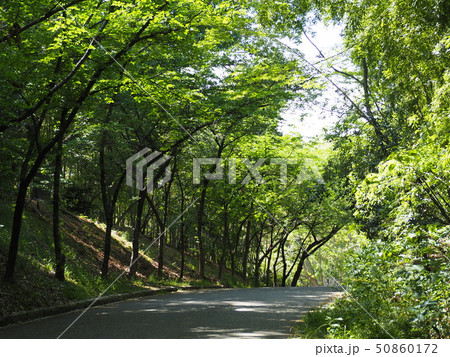 新緑の並木道(日本、大阪府、服部緑地公園) 新緑の並木道(日本、大阪府、服部緑地公園) 50860172