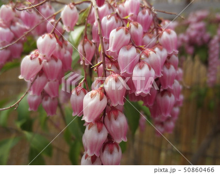 ピンクの鈴蘭 50860466