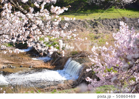 満開の桜と鮎川の流れ 50860469