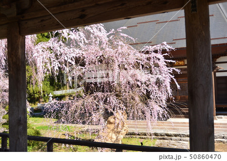 長妙寺のしだれ桜 50860470