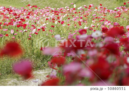 花の国(初夏) 花の国(初夏) 50860551