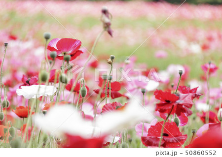 花の国（初夏） 50860552