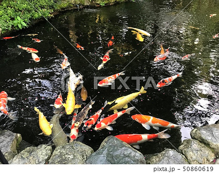 鯉 50860619