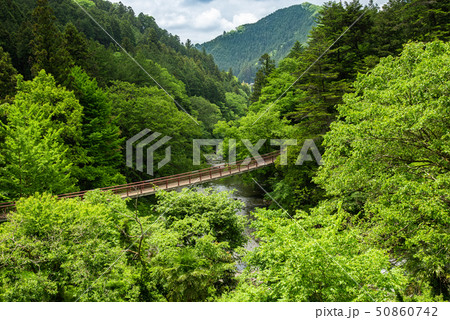 秋川渓谷 新緑の石舟橋 50860742