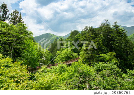 秋川渓谷 新緑の石舟橋 50860762