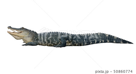 American alligator on white background 50860774