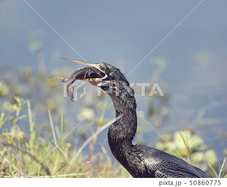 Anhinga bird with a large fish 50860775