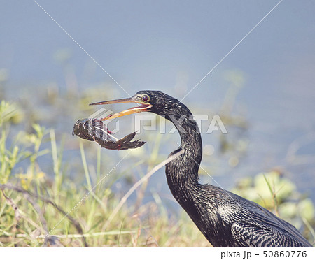 Anhinga bird with a large fish 50860776