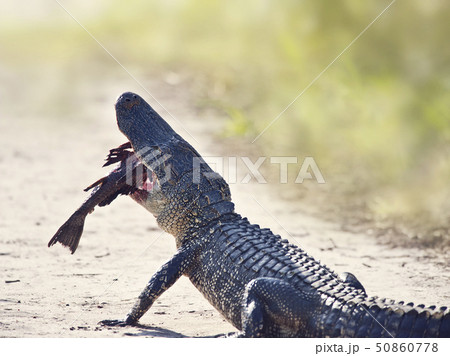 American alligator eating fish on a trail 50860778