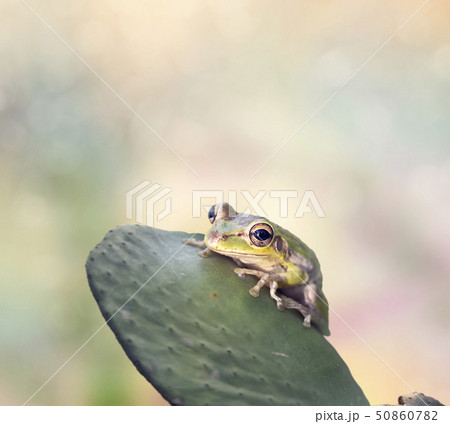 Green Frog on a cactus Green Frog on a cactus 50860782