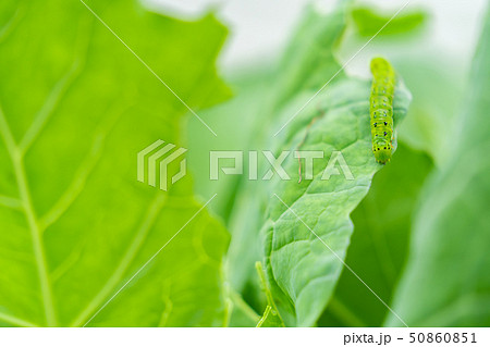 キャベツ 青虫の写真素材