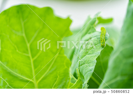 キャベツ 青虫の写真素材
