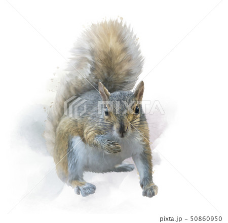 American gray squirrel on white background. American gray squirrel on white background. 50860950