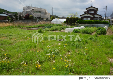 多摩の田園 50860965