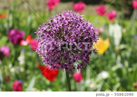オランダの美しい花々 オランダの美しい花々 50861090
