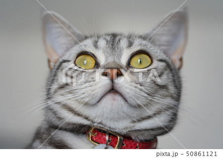 猫 アメリカンショートヘア 猫 アメリカンショートヘア 50861121