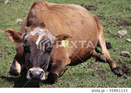 座る牛 座る牛 50861133