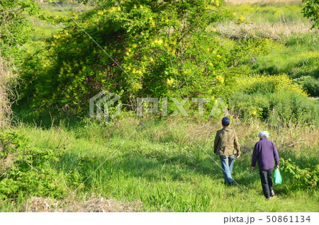 浅川の春は　八王子市 50861134