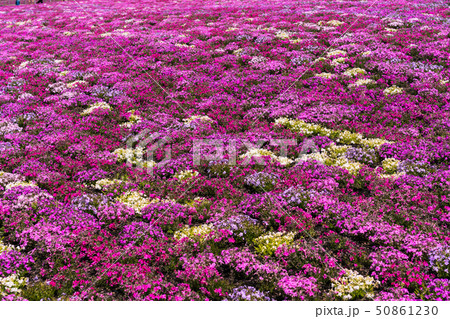 芝桜 芝桜 50861230