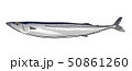 サンマ 50861260