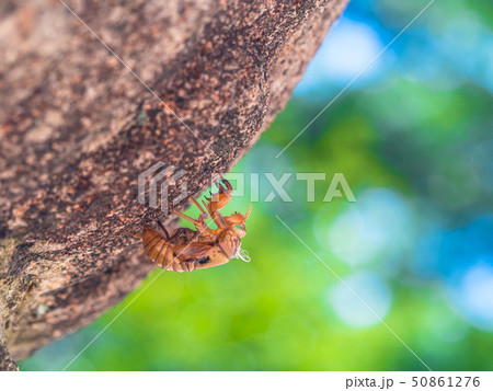 蝉の抜け殻 50861276