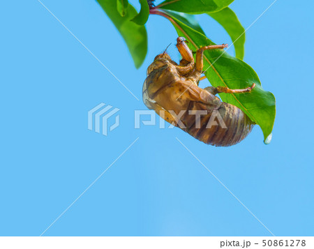 蝉の抜け殻 50861278