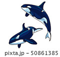 シャチ 50861385