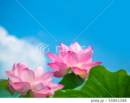 蓮の花 蓮の花 50861386